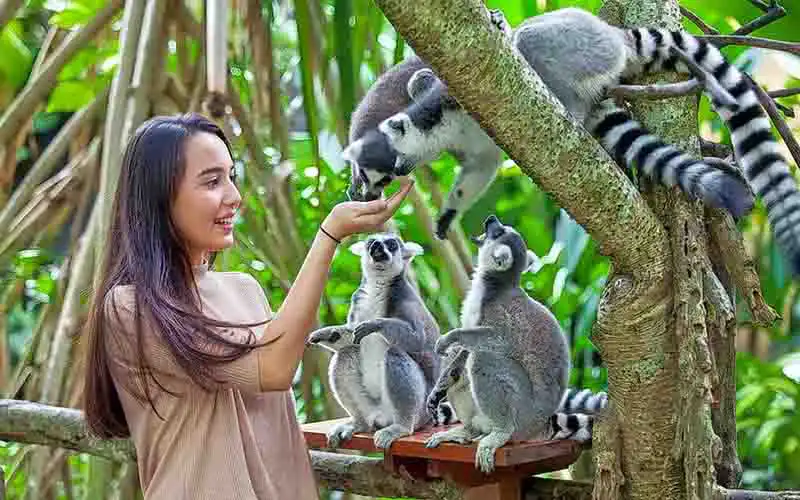 bali zoo park bali zoo park